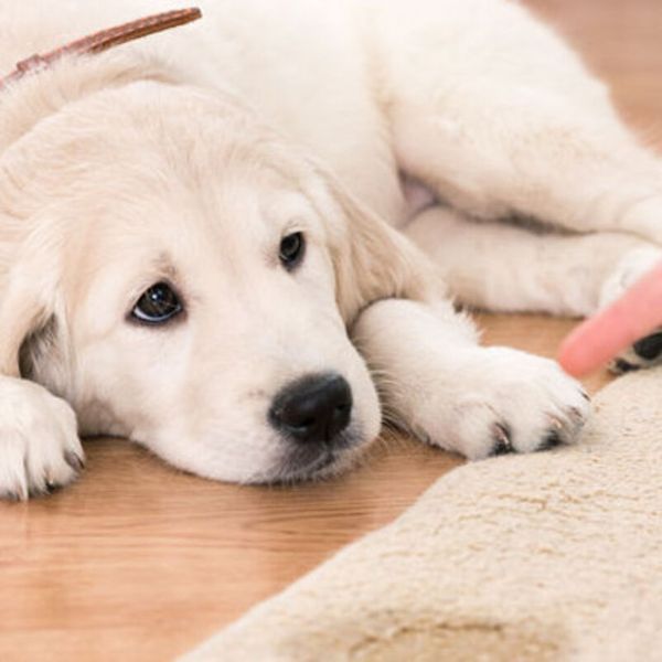 Pet and Urine Odor Removal Services